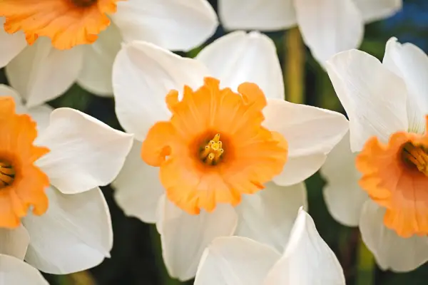 Narcissus 'Chromacolor'