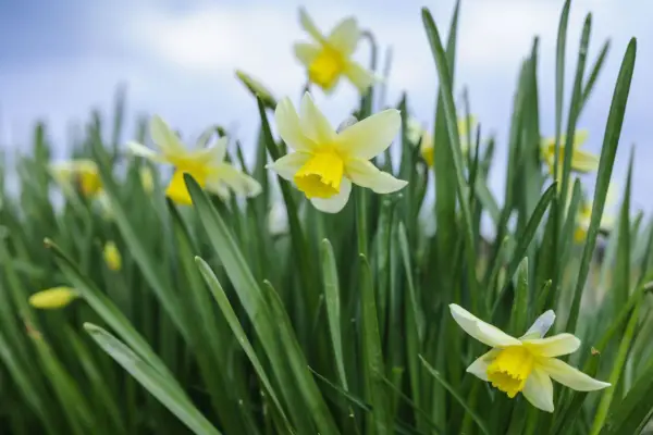 Narcissus 'Jack Snipe'