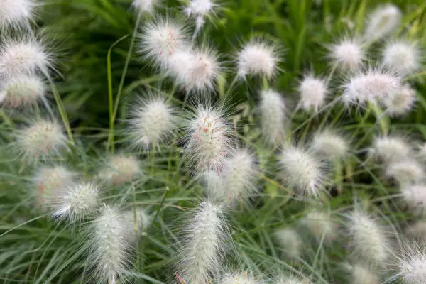 Fountain grass, Pennisetum villosum