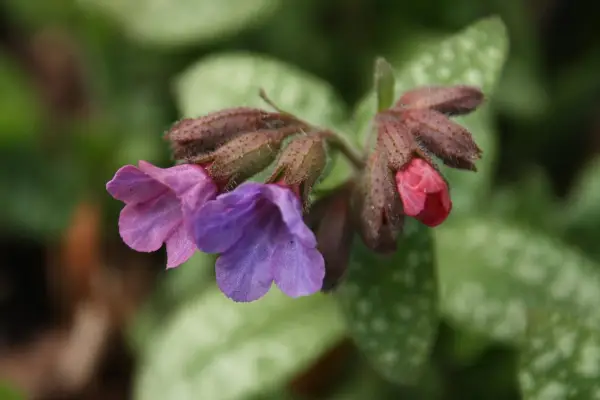 Pulmonaria saccharata. Getty Images