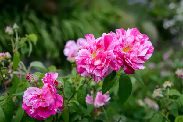 Gallica rose Rosa gallica 