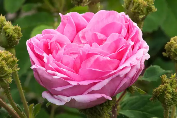 Centifolia rose 