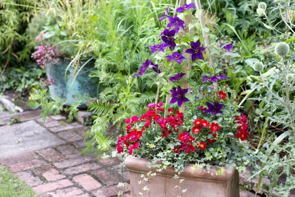 Growing roses in pots - ground cover rose 