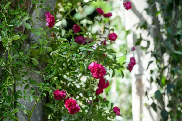 Rambling rose growing over arch