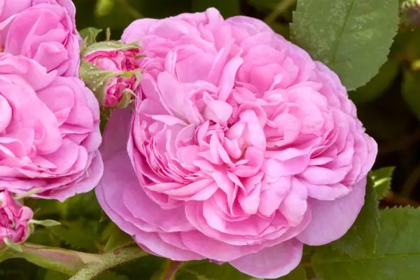 Damask rose 