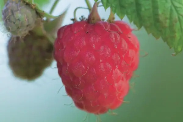 Rubus idaeus 'Glen rikelig'