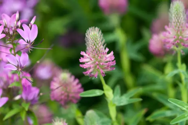 Trifolium Rubens 'Red Feathers'