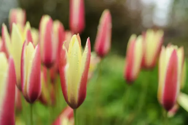 Tulipa clusiana