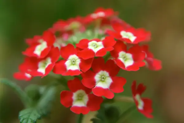 Verbena x hybrida 