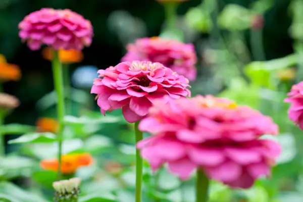 Zinnias