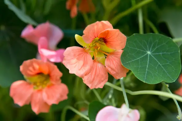 Nasturtium