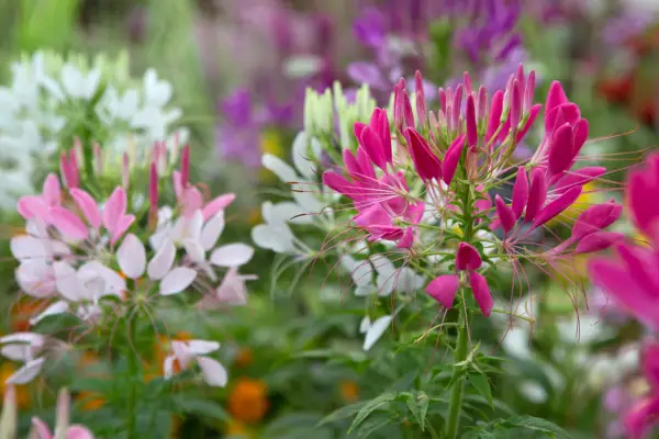 Pink and white spider flower blooms