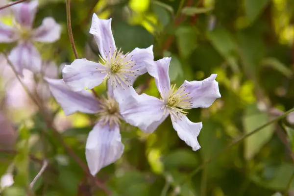 Clematis 