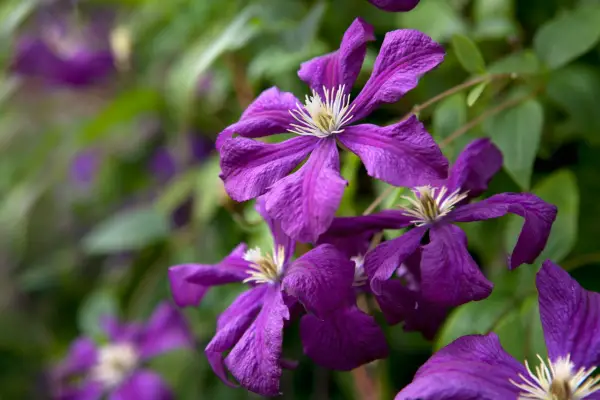 Clematis ‘Warszawska Nike