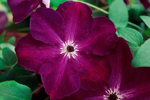 Clematis 