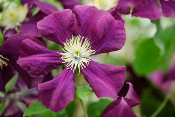 Clematis ‘Etoile Violette’