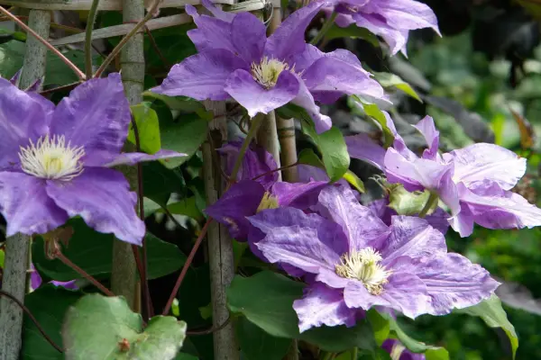 Clematis 