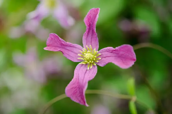 Clematis viticella 