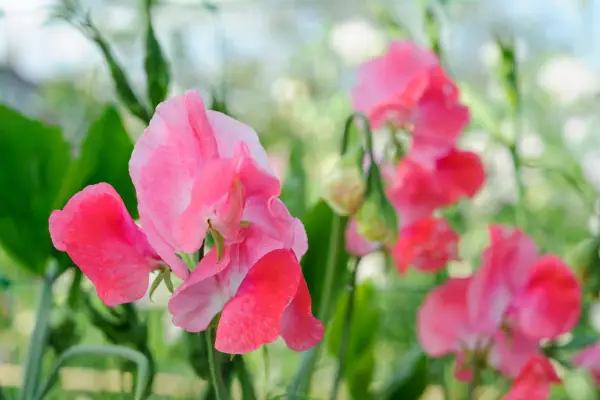 Pink blooms of Lathyrus odoratus ‘Geranium Pink
