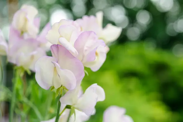 Purple-edged cream flowers of Lathyrus odoratus ‘Hi Scent