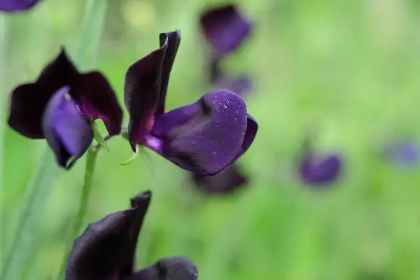 Deep-purple, almost black, blooms of Lathyrus odoratus ‘Almost Black