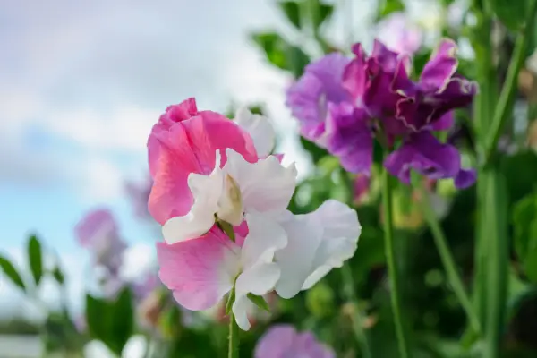 White, pink and purple bi-coloured blooms of Lathyrus odoratus ‘Promiscuity