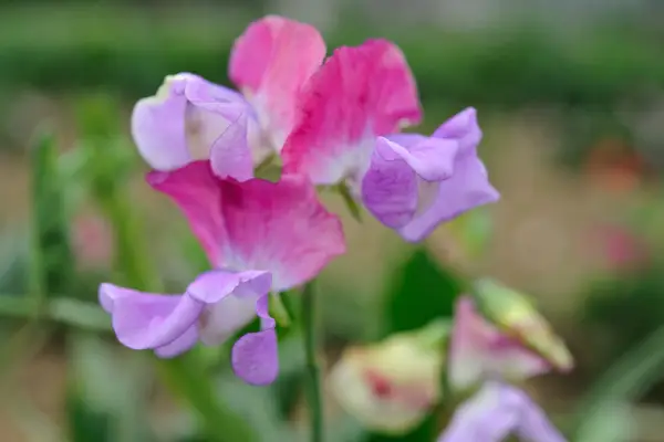 Lilac, pink and purple blooms of Lathyrus odoratus ‘Prima Ballerina