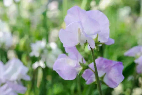 Creamy, purple blooms of Lathyrus odoratus ‘Percy Thrower