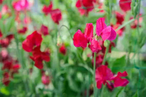 Wavy-edged bright red flowers of Lathyrus odoratus ‘Lipstick