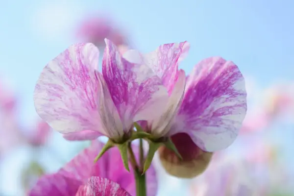 Dark-pink and white striped/flaked Lathyrus odoratus ‘Pandemonium