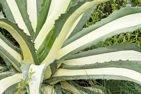 Agave America „Medipicta”