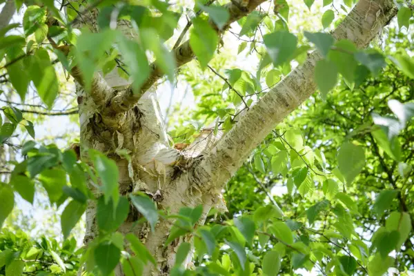 Betula Ermanii 'Gold'