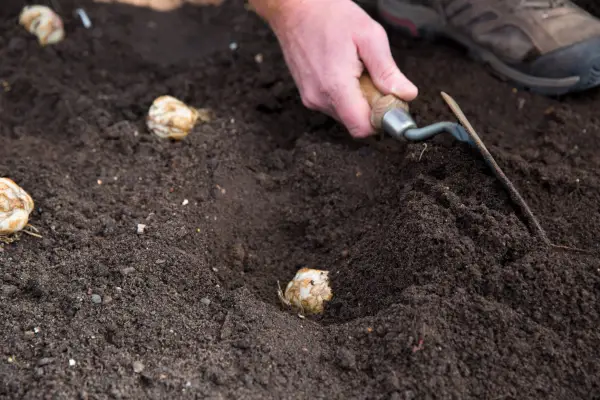 Planting lily bulbs