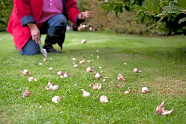 051012 05102012 05/10/12 05/10/2012 5 5th October 2012 autumn winter Pippa Greenwood veg vegetables what to do now Pippa garden Sarah Cuttle lawn bulb trowel hand grass Planting bulbs under magnolia