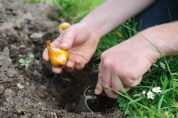 Planting tulip bulbs