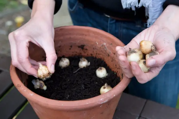 Planting muscari bulbs in a pot