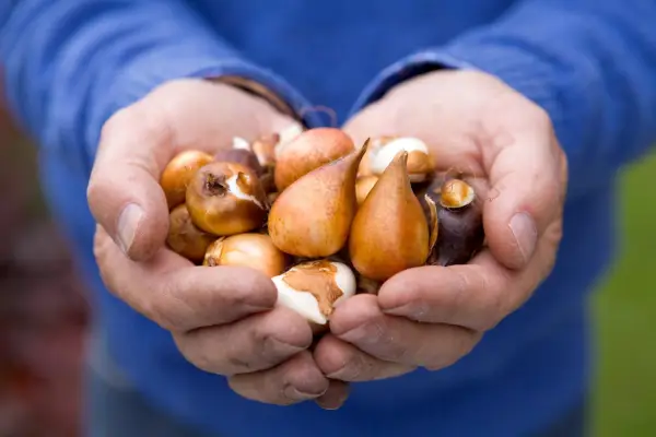 Handfuls of bulbs