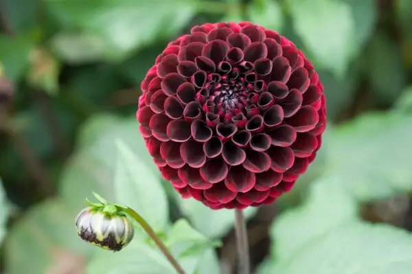 Dahlia 