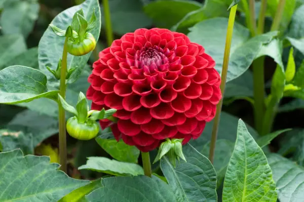 Dahlia 