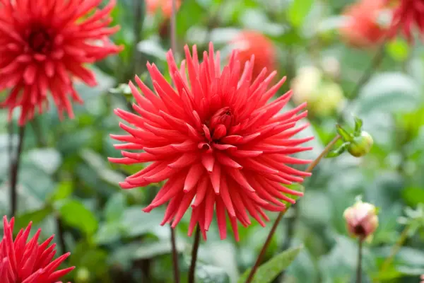 Dahlia 