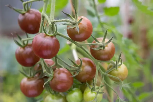 Best tomatoes to grow - 