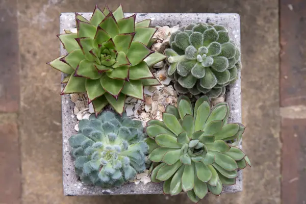 Cinq affichages de conteneurs succulents