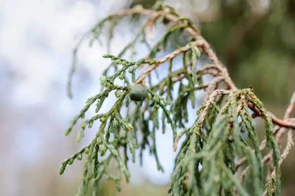 Juniperus recurva 'Castelwellan'