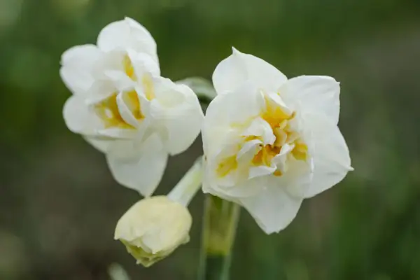 Narcissus 'Bridal Crown'
