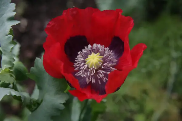 Papaver somniferum