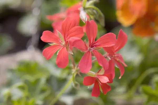 Pelargonium 'Balcon Mixed'