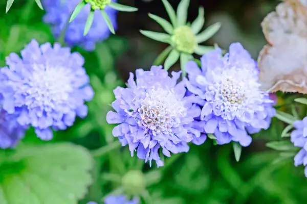 scabious-flower-3