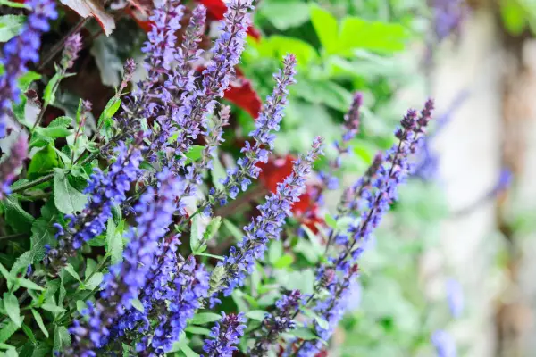 צמחים לקיר חי