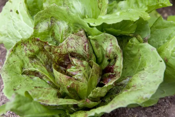 야채 작물은 여름에 뿌려집니다