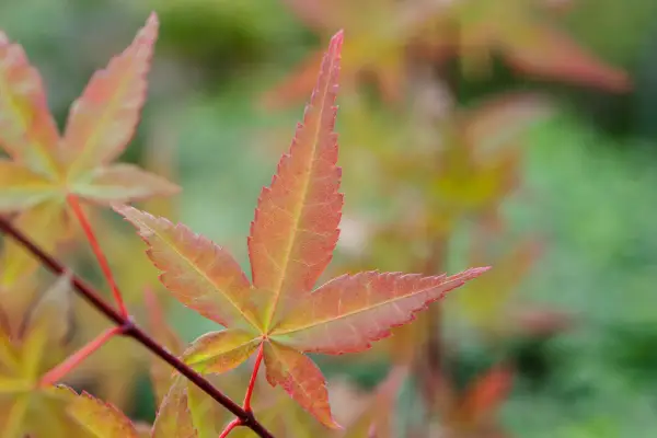 Acer palmatum 'shindeshojo'